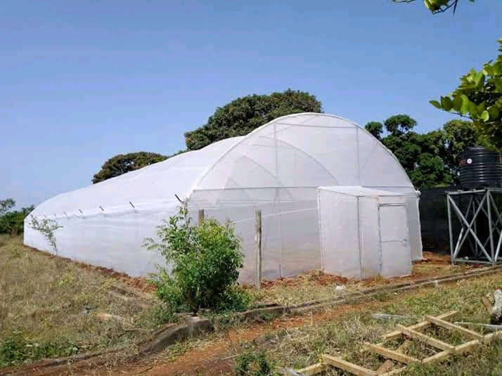 Steel Greenhouses in Kenya 