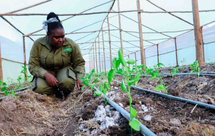 Assemble and Install Greenhouses