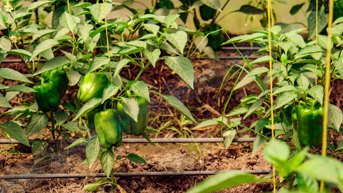 Greenhouse Vegetable Farming