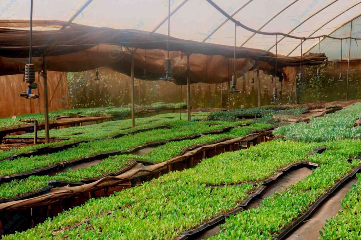 Greenhouse Vegetable Growing