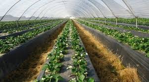 Mulching Paper Price in Kenya