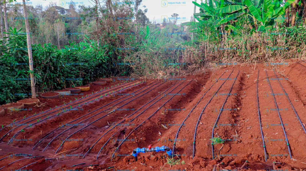 Irrigation Systems in Kenya