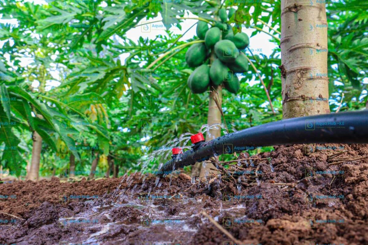 Irrigation Systems in Kenya